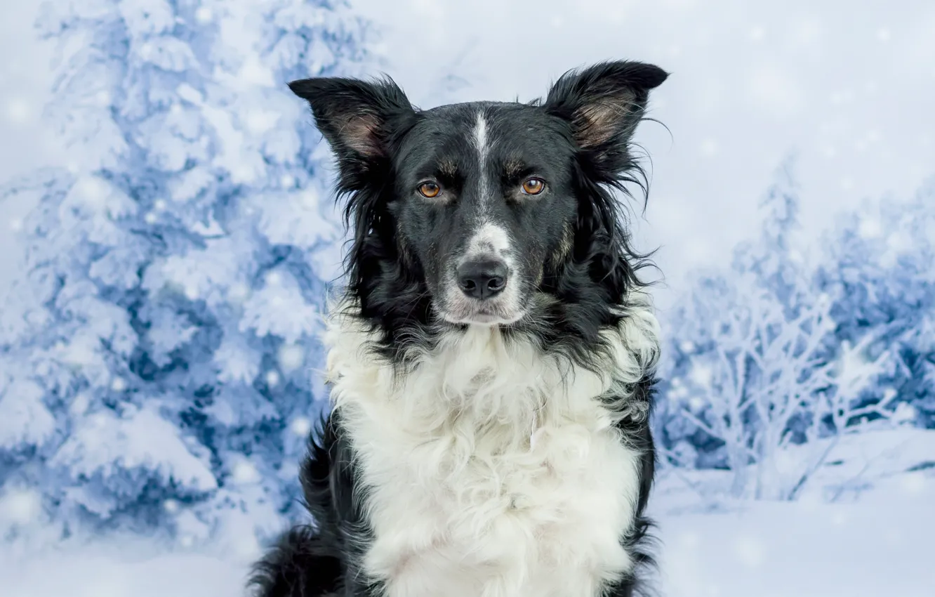 Фото обои зима, лес, взгляд, морда, снег, черно-белая, портрет, собака