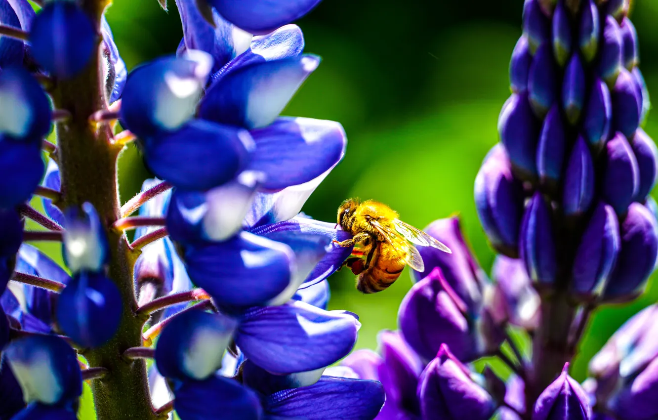 Фото обои макро, свет, цветы, пчела, фиолетовые, синие, боке, люпины