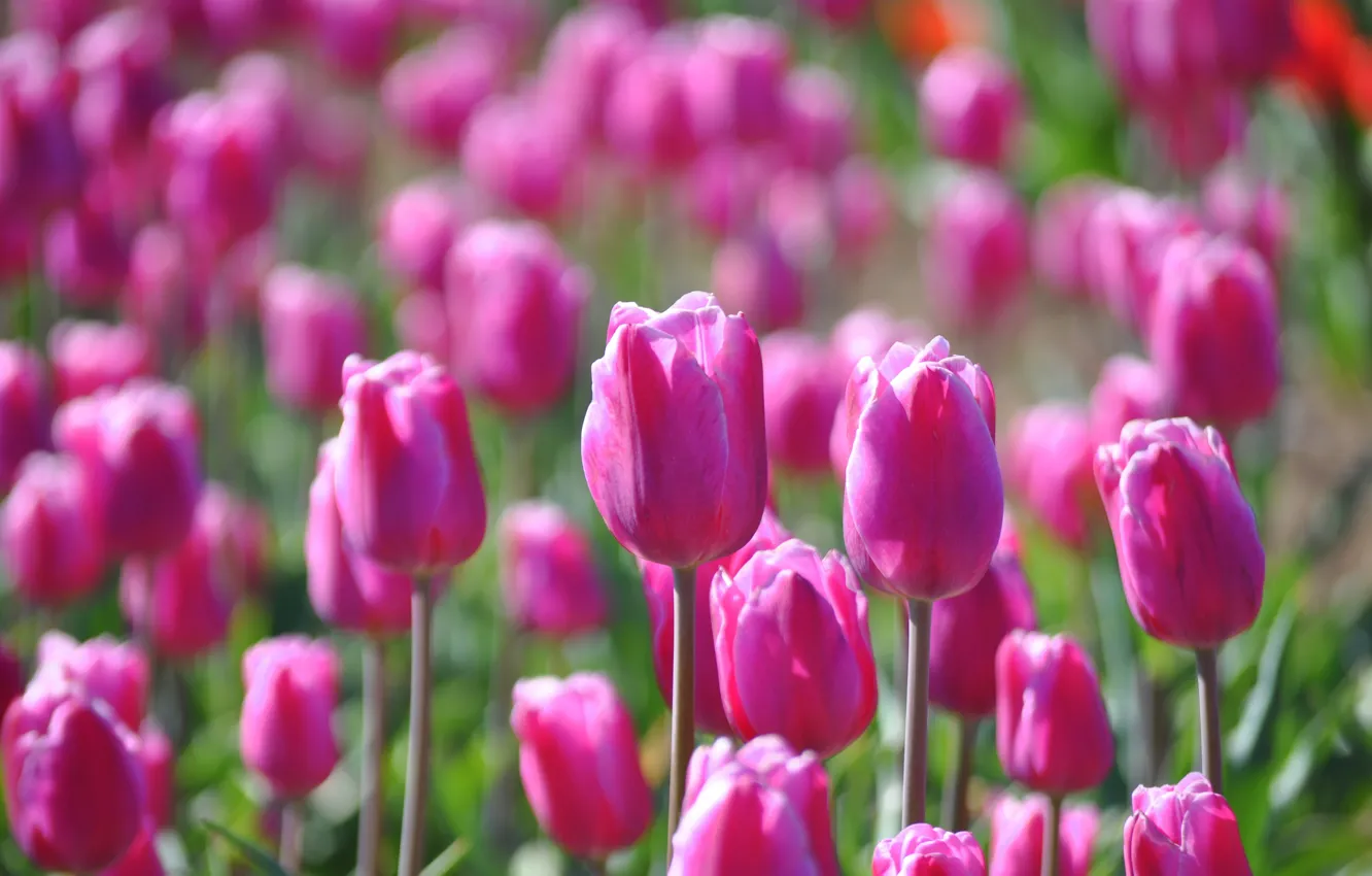 Фото обои поле, цветы, поляна, весна, тюльпаны, розовые, бутоны, много