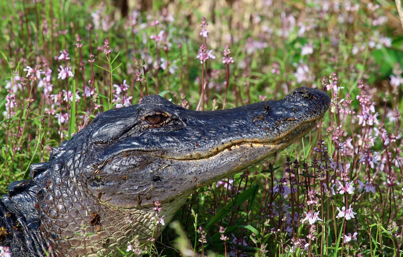 Фото обои трава, цветы, крокодил