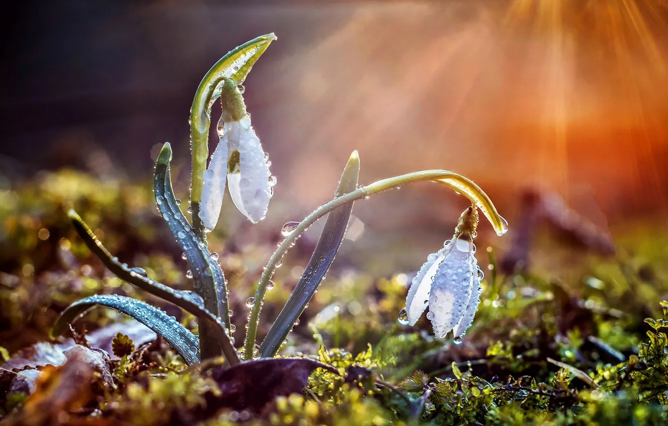 Фото обои солнце, цветы, природа, дождь, весна, bokeh