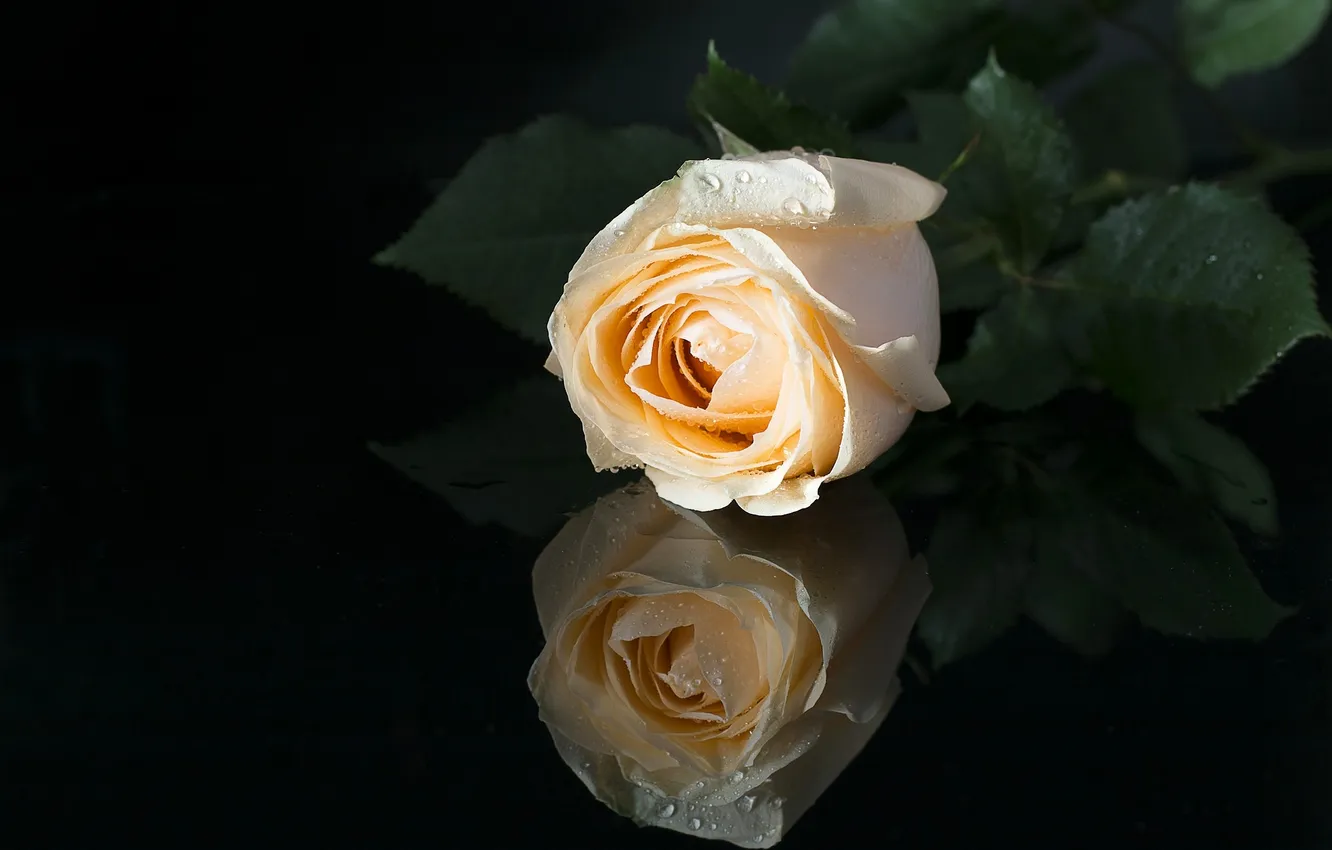 Фото обои отражение, роза, бутон, чёрный фон