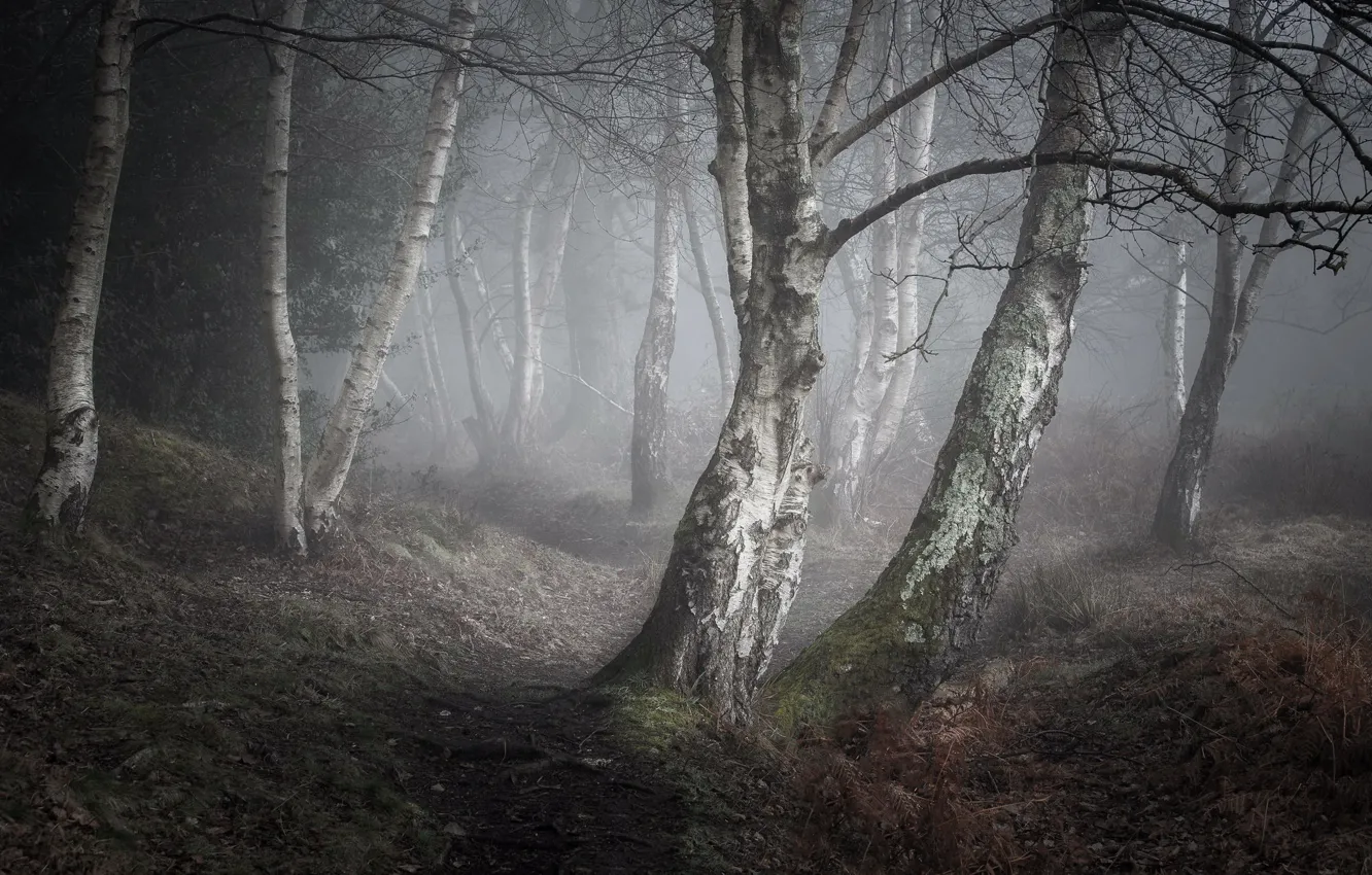 Фото обои природа, туман, берёзы
