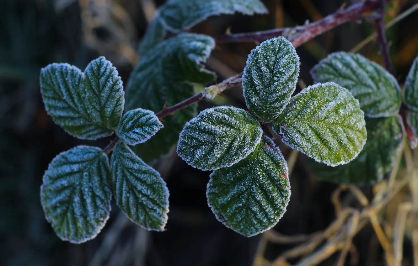 Фото обои leaf, plant, frost