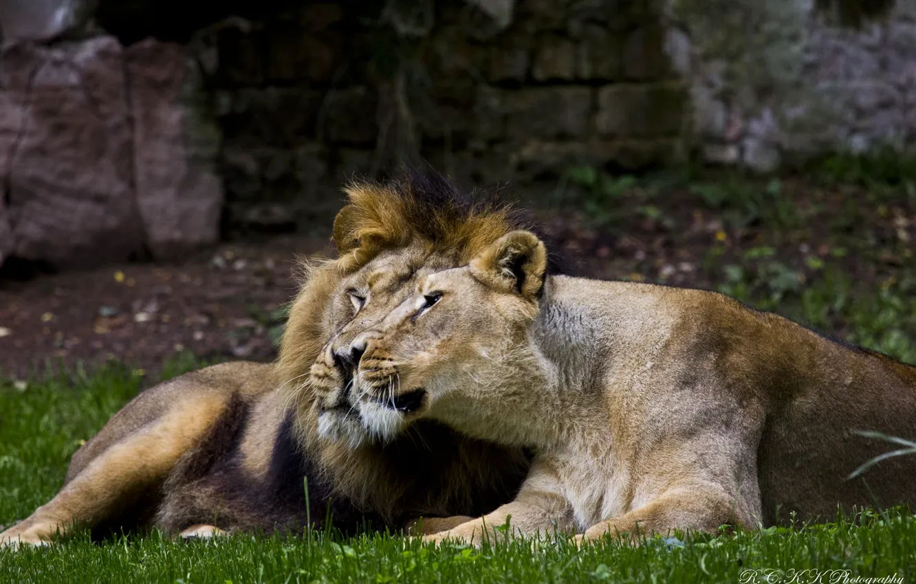 Фото обои хищник, лев, пара, ласка, львы