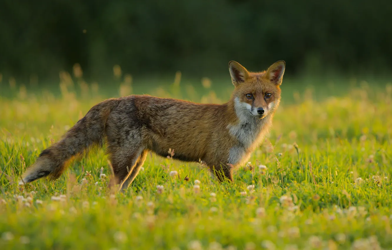 Фото обои трава, цветы, поляна, лиса, клевер, лужайка, боке