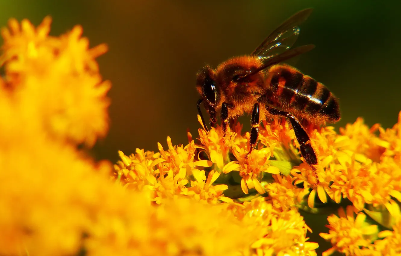 Фото обои лето, макро, свет, цветы, пчела, фон, желтые, насекомое