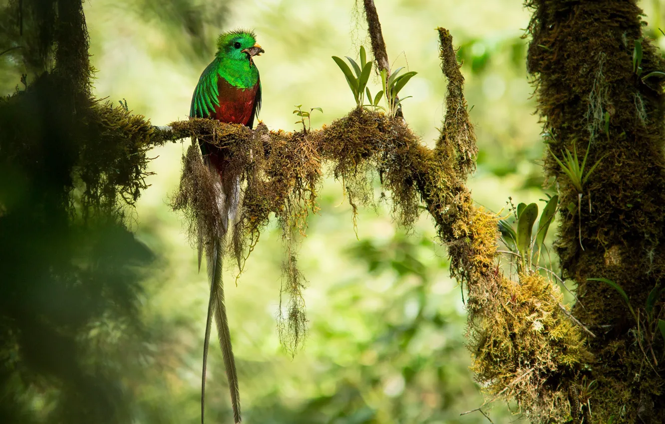 Фото обои ветки, птица, джунгли, боке, добыча, Кетцаль, Коста Рика