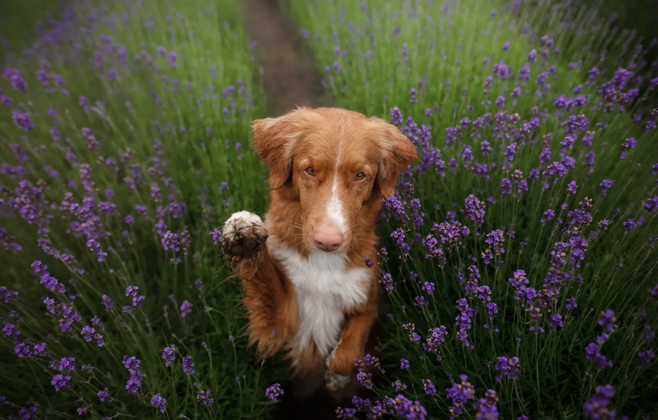 Фото обои цветы, поза, лапа, собака, рыжая, мордашка, тропинка, стойка