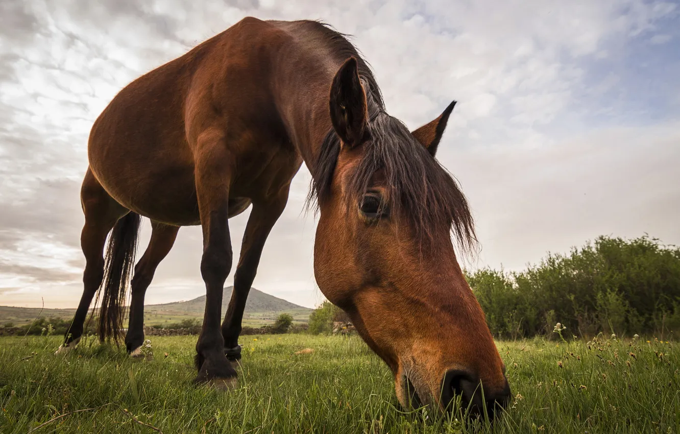 Фото обои трава, природа, конь