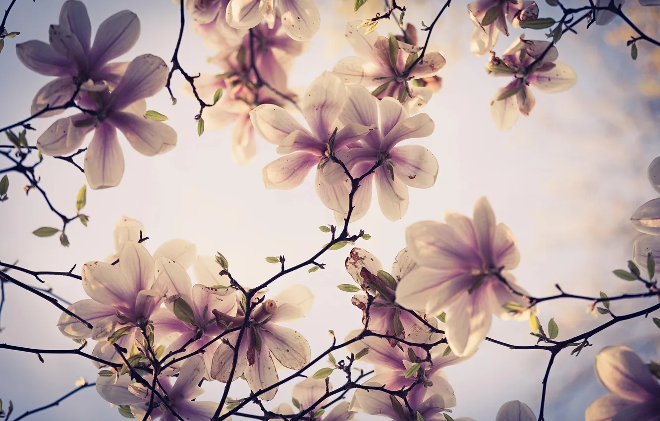 Фото обои цветы, ветки, дерево, весна, магнолия