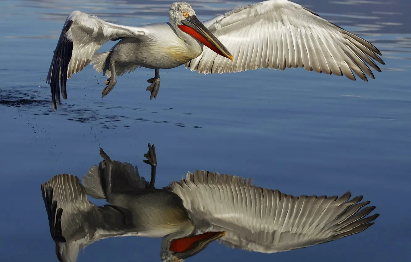 Фото обои вода, природа, птица, пеликан
