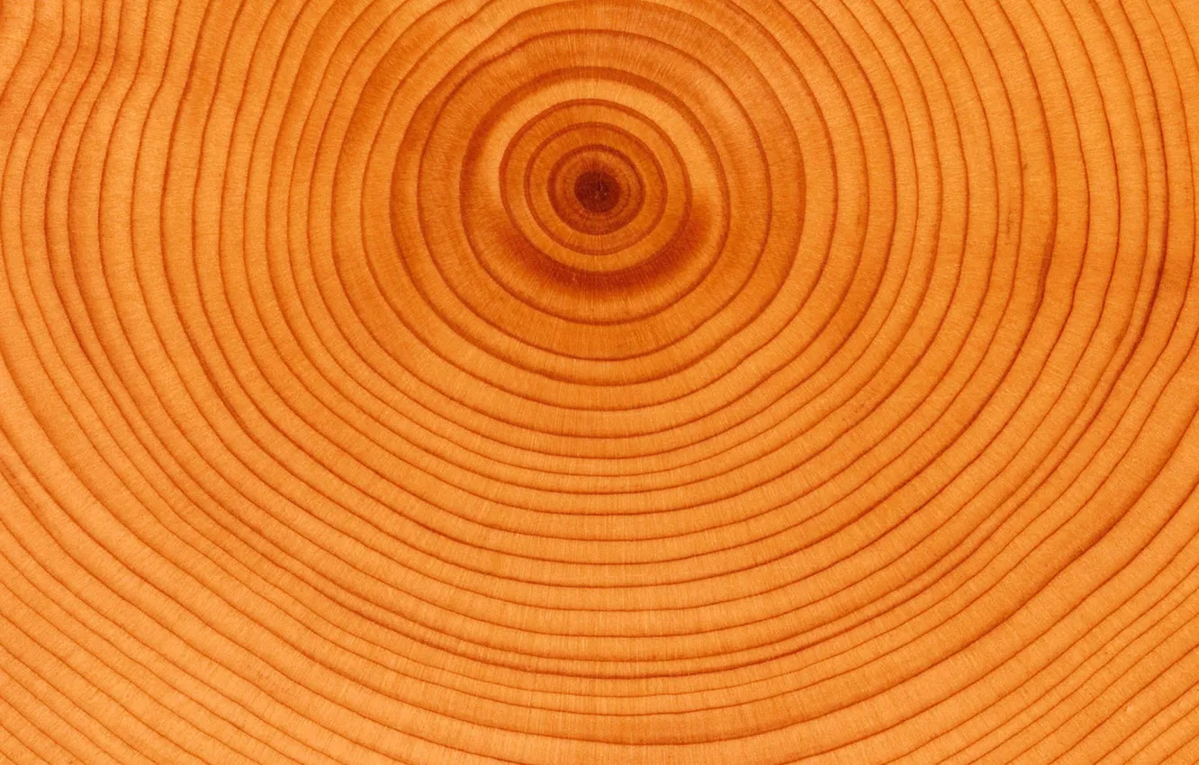 Фото обои Orange, yellow, wood, natural