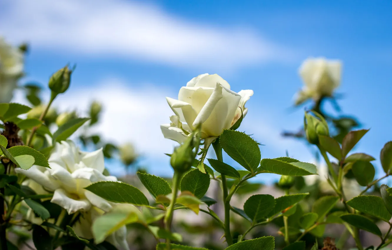 Фото обои розы, бутоны, белые розы