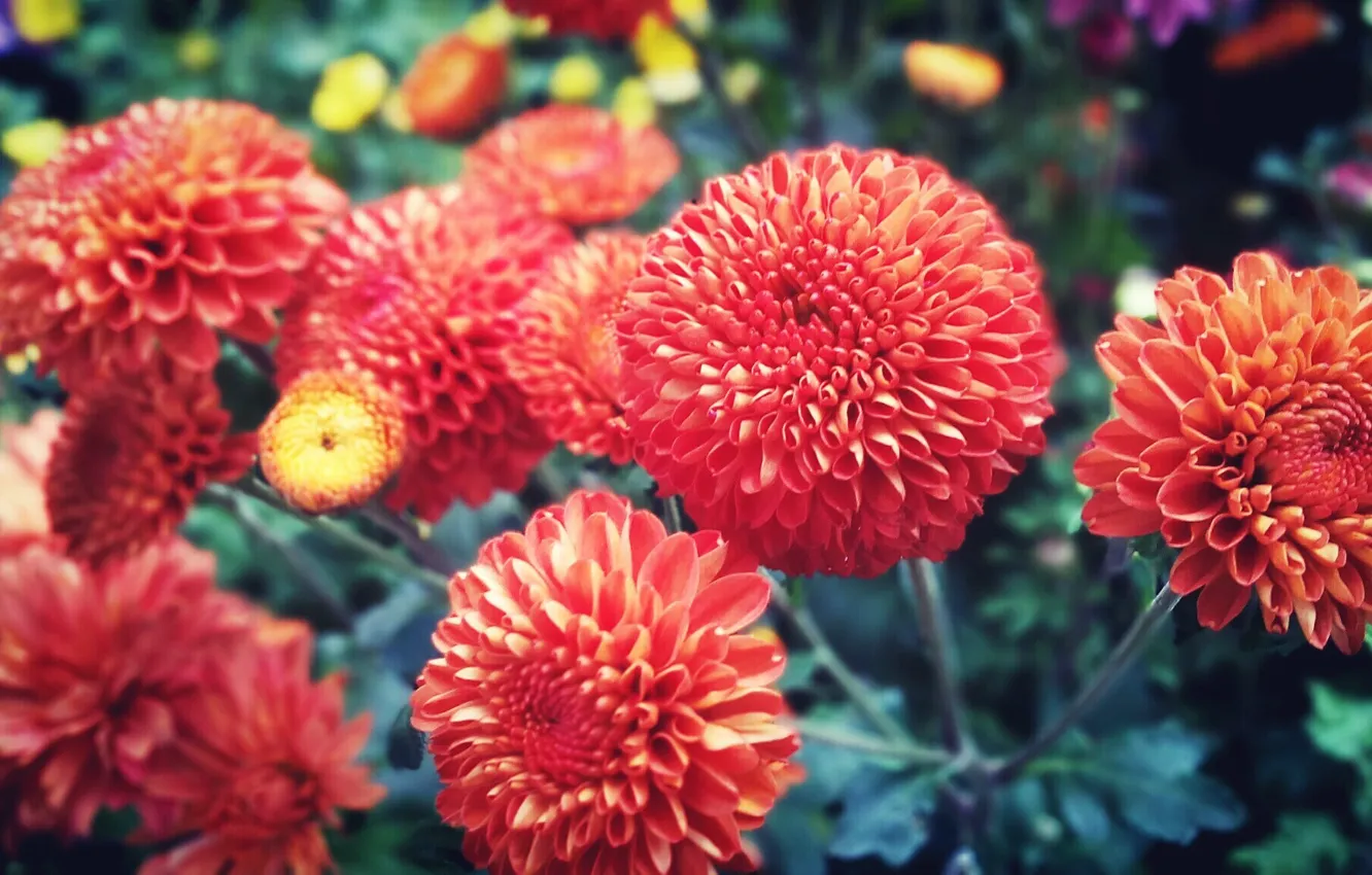 Фото обои flower, orange, bright, chrysanthemum