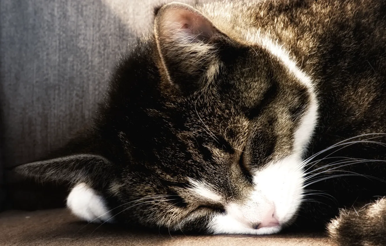 Фото обои кошка, широкоформатные, cat, широкоэкранные, фон, widescreen, HD wallpapers, обои