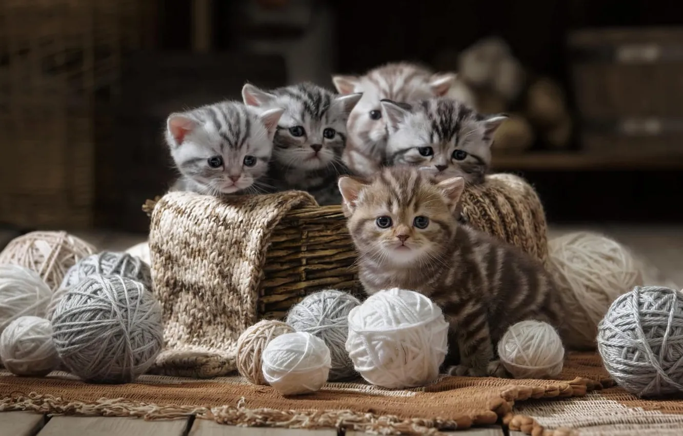 Фото обои взгляд, кошки, клубок, поза, темный фон, котенок, вместе, доски