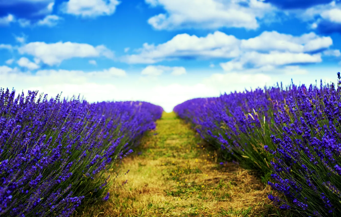 Фото обои field, nature, flowers, blur, trail, lavender