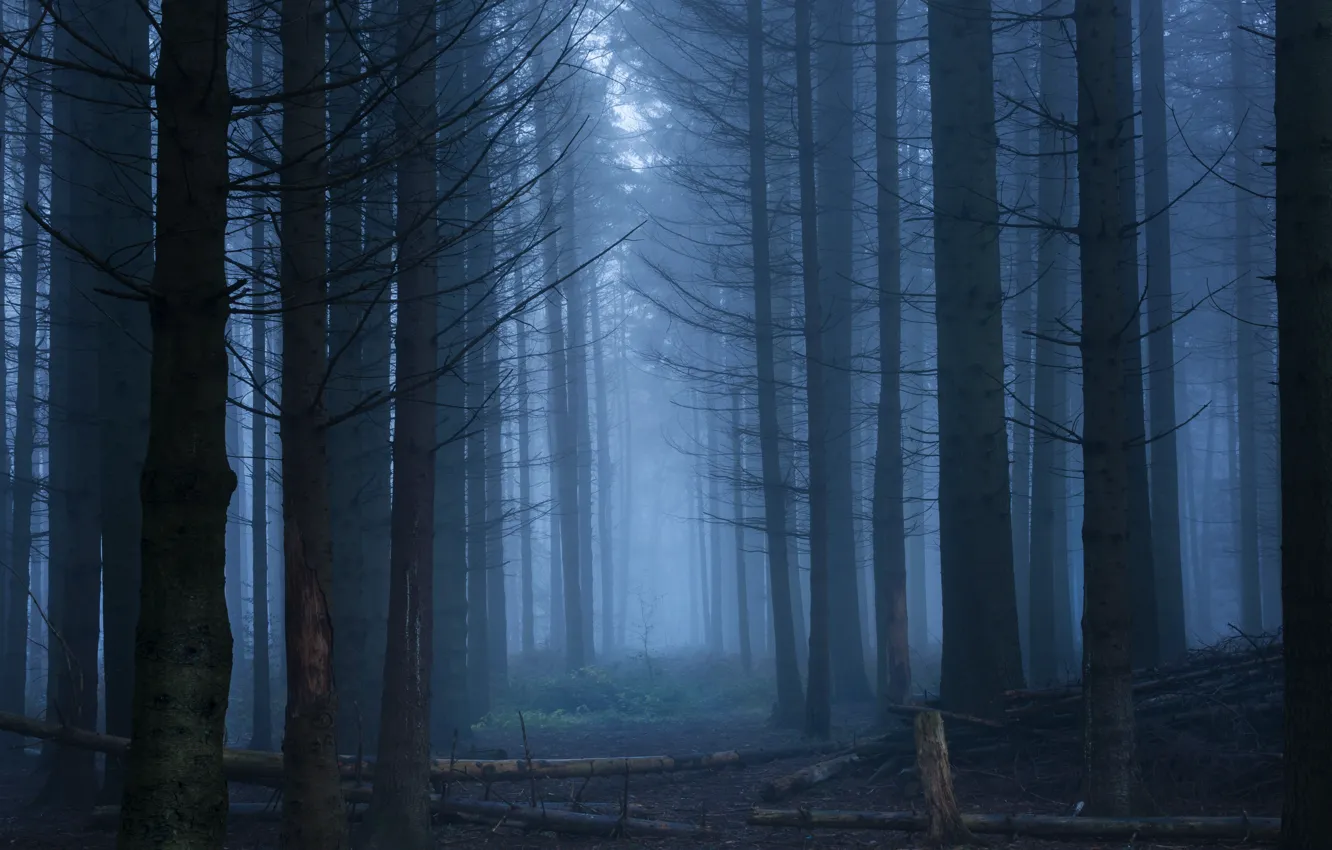 Фото обои лес, деревья, природа, туман, Англия, England, Хартфордшир, Hertfordshire