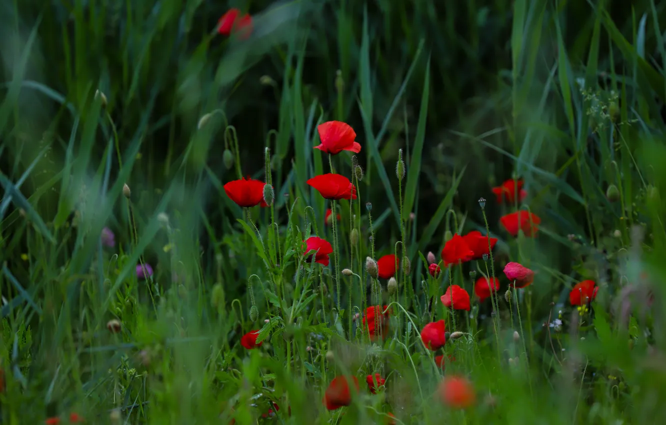 Фото обои зелень, лето, трава, цветы, маки, красные, бутоны, боке