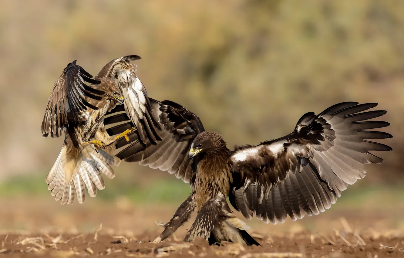 Фото обои птицы, природа, хищники, драка, Michael Faiman