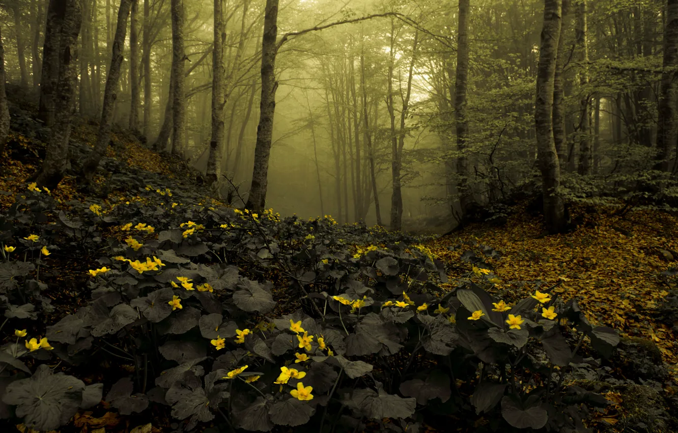 Фото обои лес, цветы, природа, дымка
