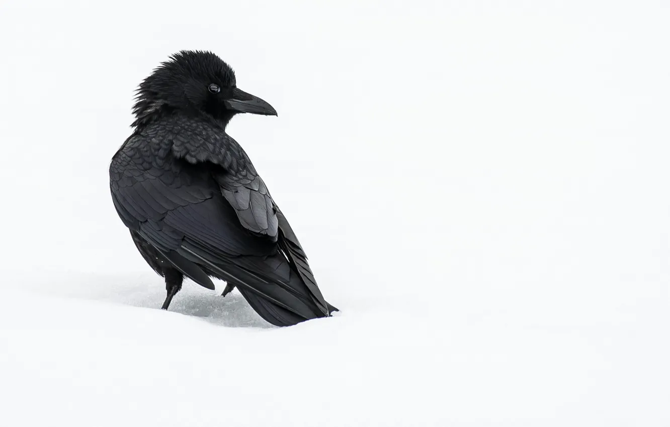 Фото обои зима, снег, птица, ворон, ворона