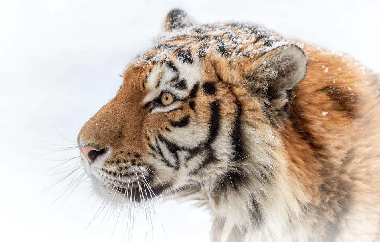 Фото обои морда, тигр, хищник, профиль, красавец