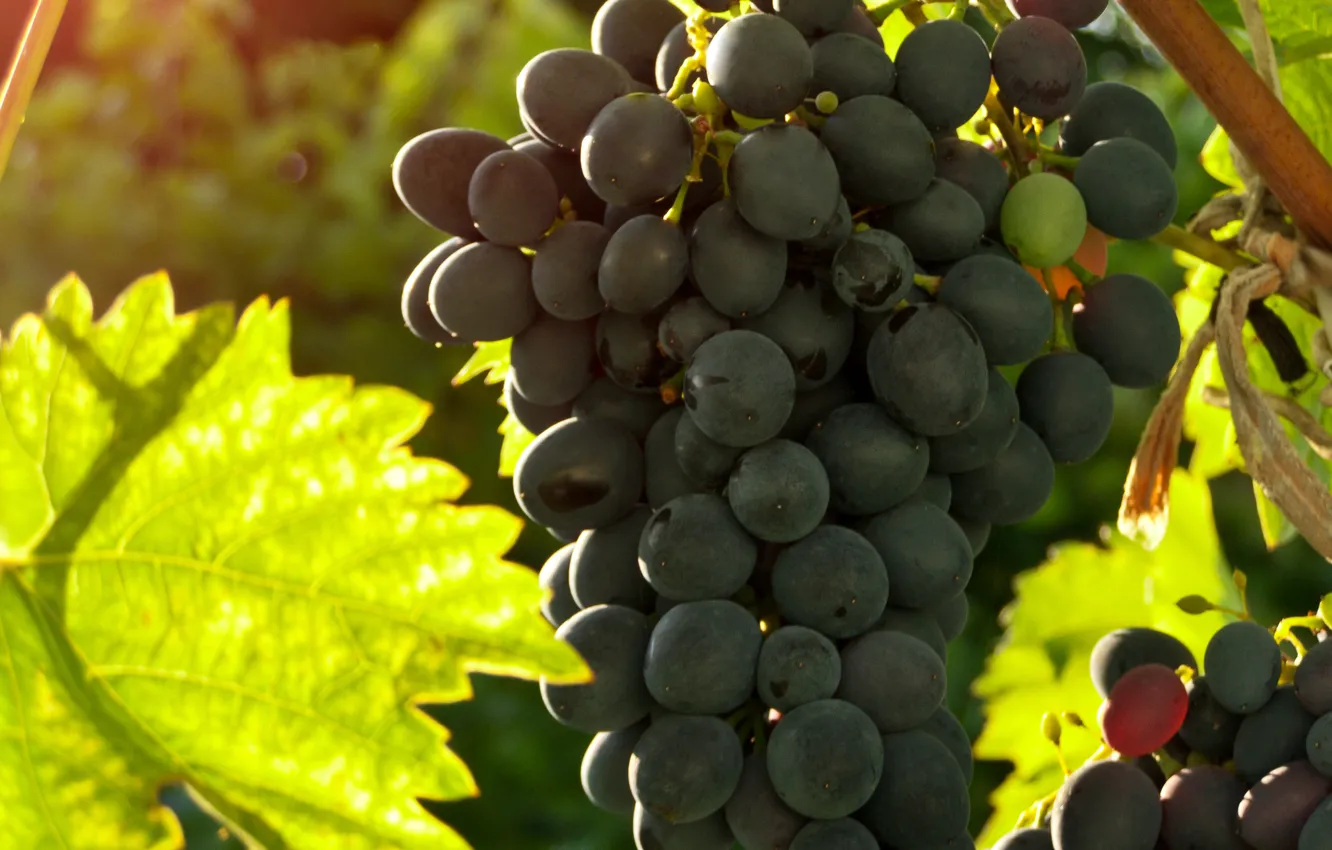 Фото обои лето, виноград, гроздь, гроздья, grapes, bunch, свежий