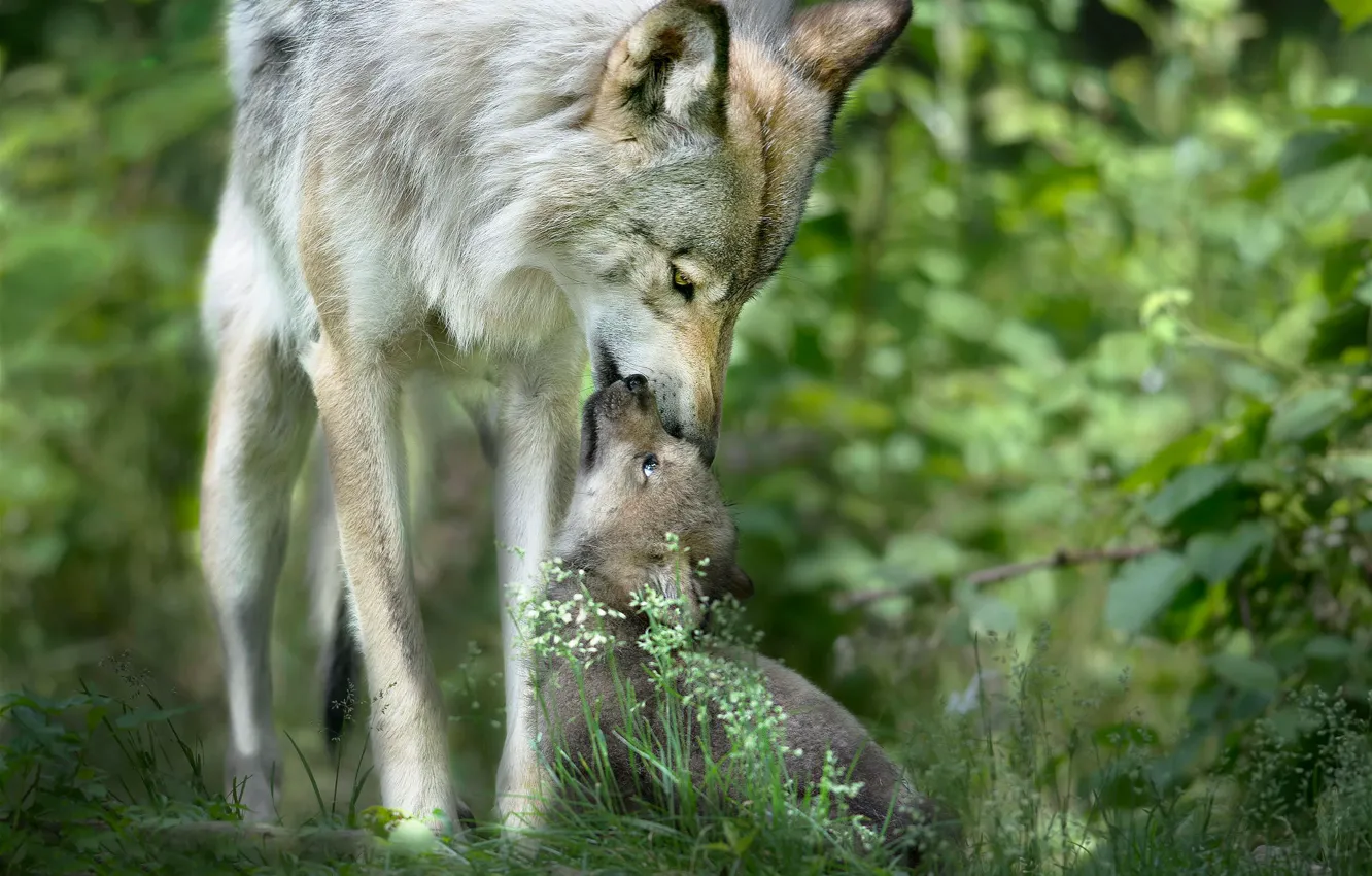 Фото обои забота, волчица, дикая природа, волчонок