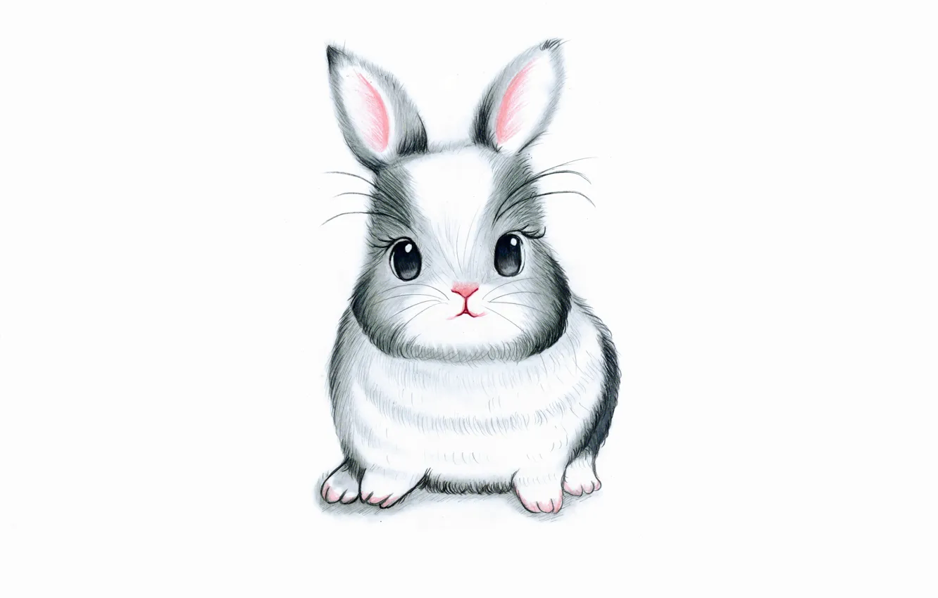 Фото обои заяц, кролик, белый фон, rabbit, bunny