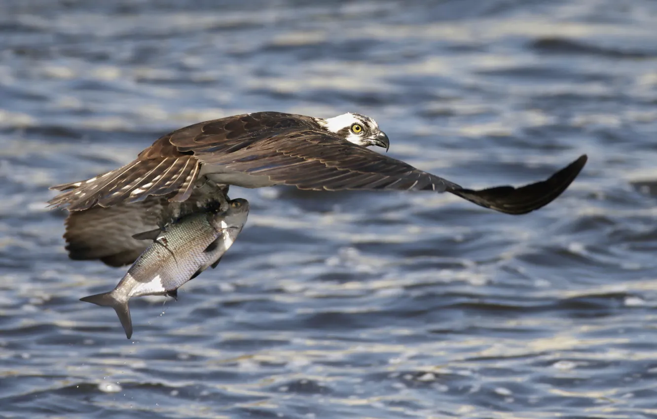 Фото обои природа, рыба, osprey