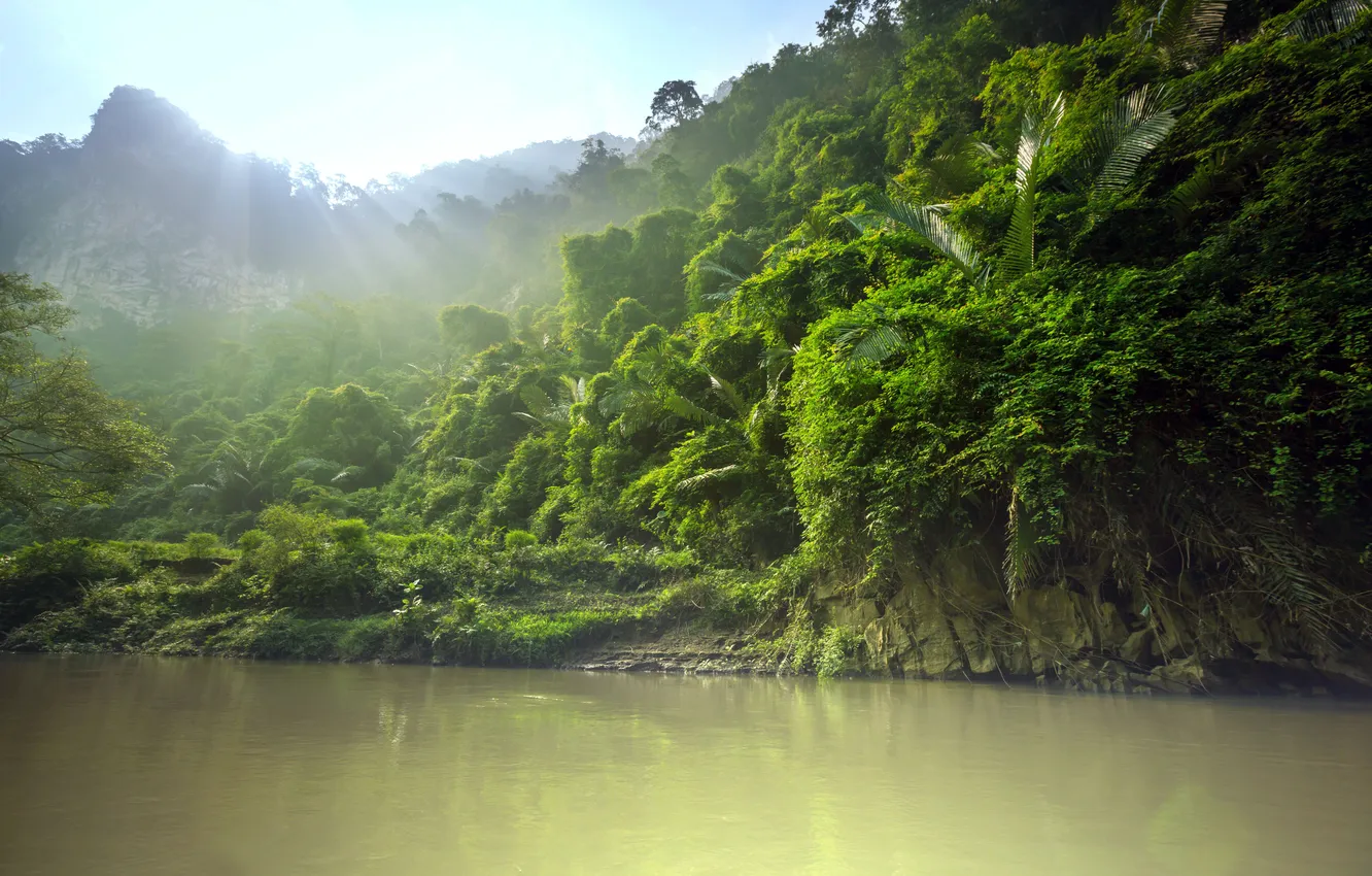 Фото обои лес, тропики, река, джунгли, лучи солнца