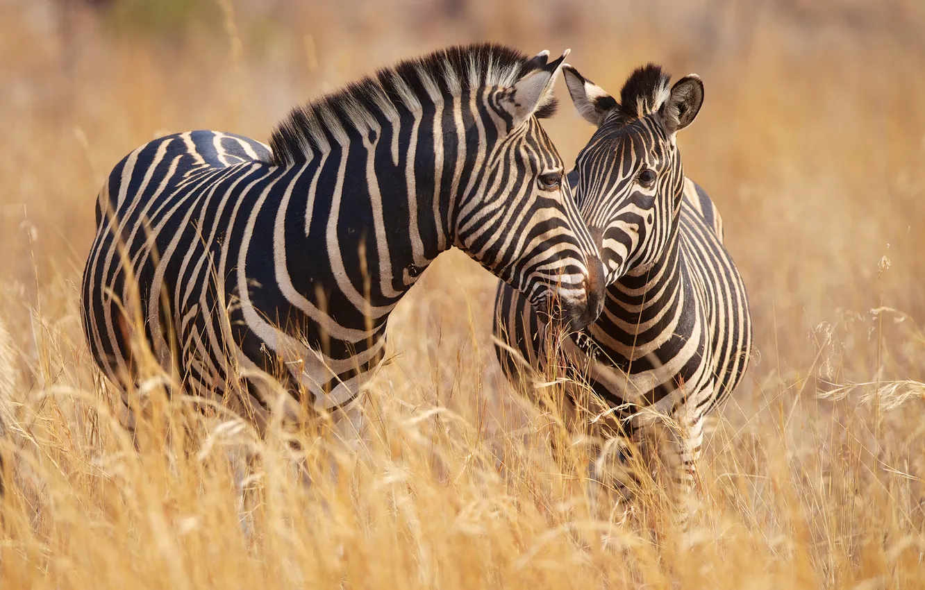 Фото обои трава, парочка, зебры