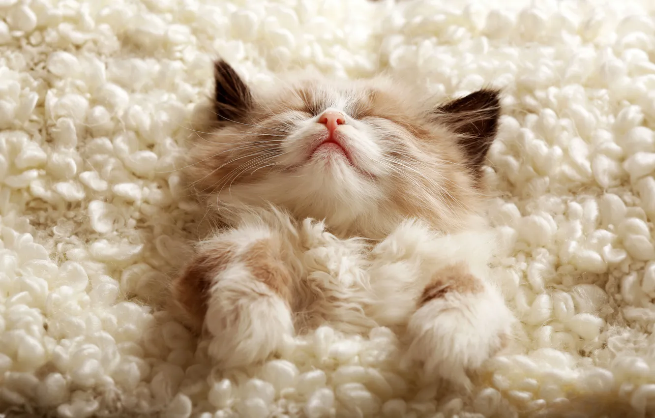Фото обои Cute, Animals, Sleeping, Adorable, Cozy, Fluffy, Furry, Cute Kitten