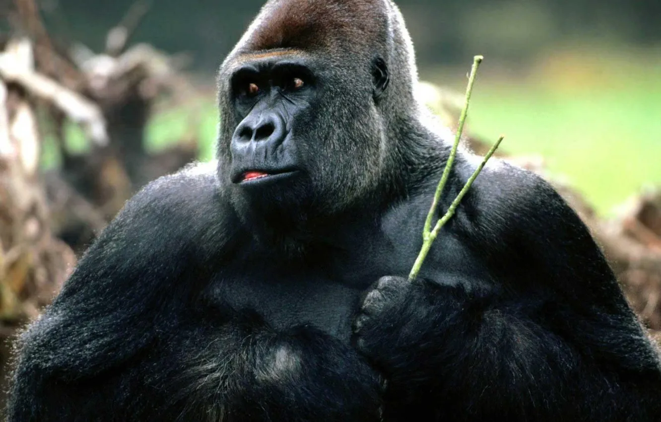 Фото обои power, animal, gorilla, strong, great ape