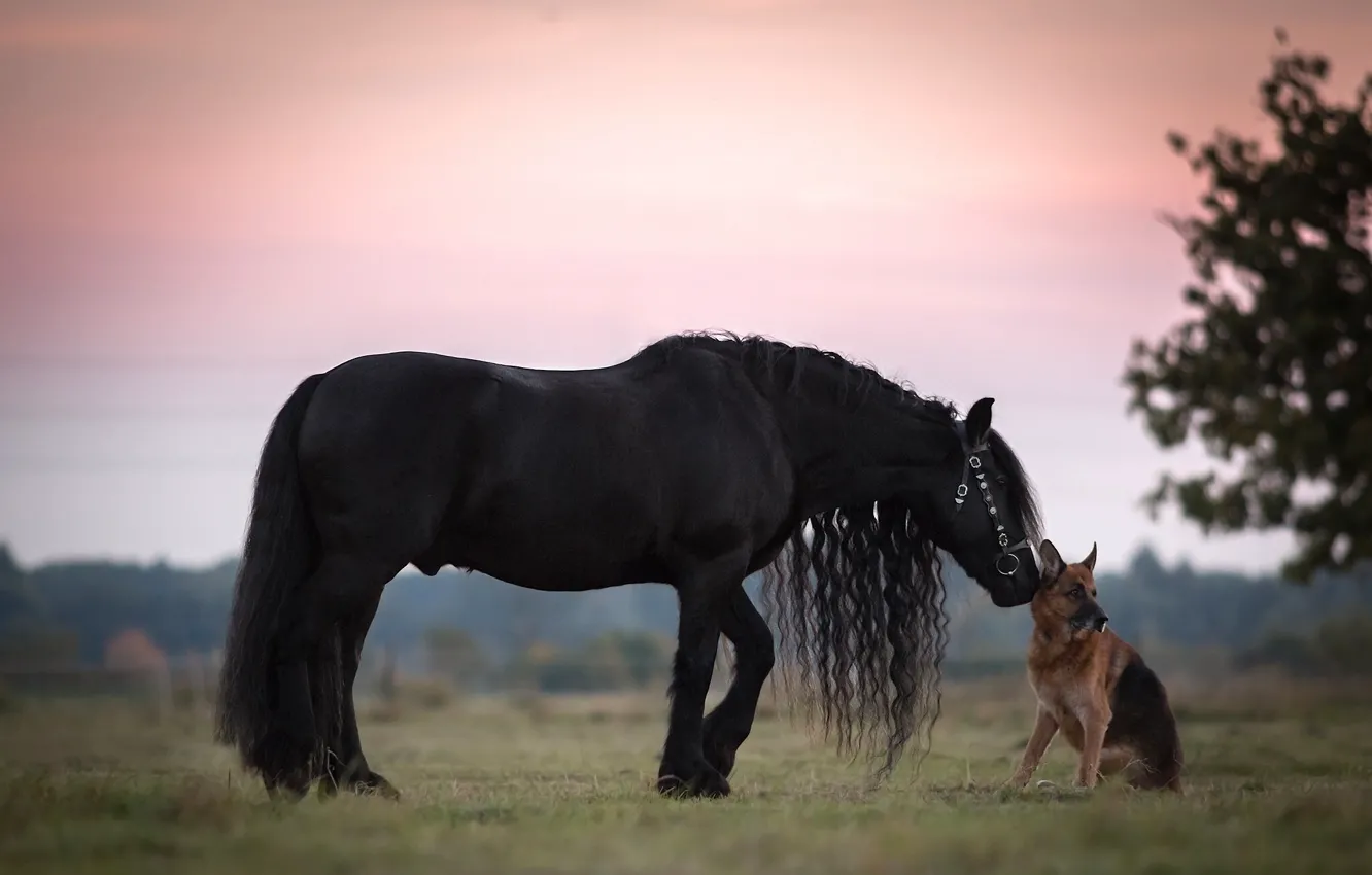 Фото обои конь, собака, дружба, грива, друзья, немецкая овчарка, овчарка, вороной