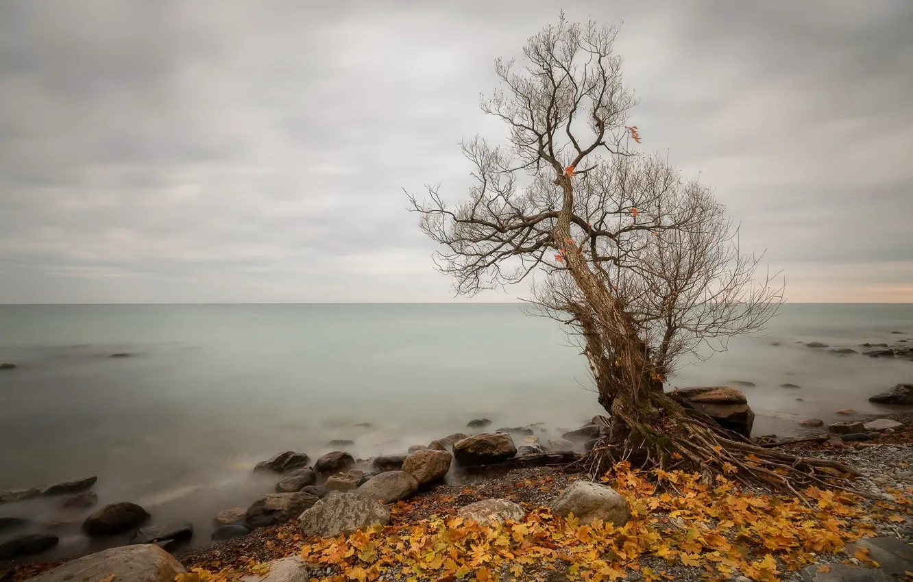 Фото обои море, осень, деревья, берег