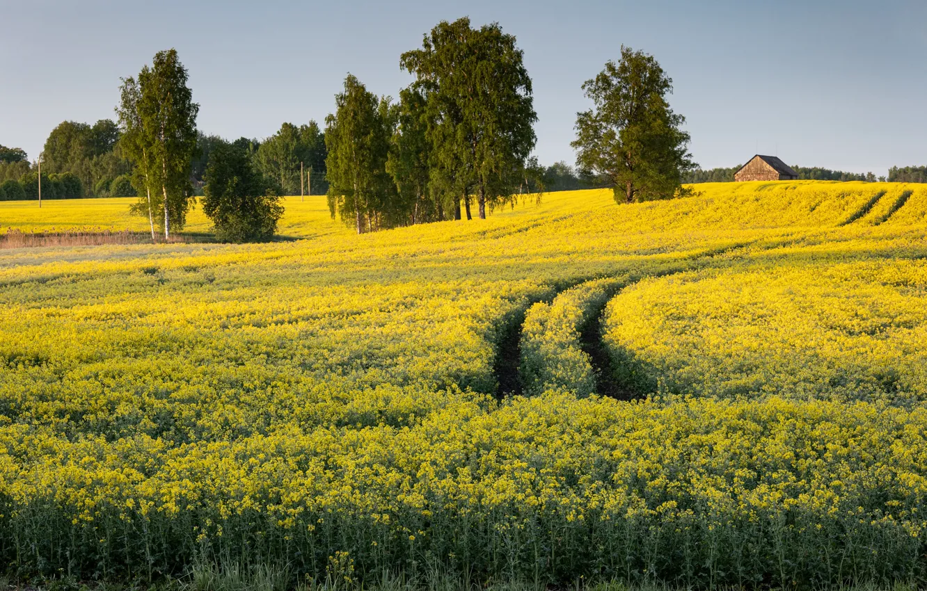 Фото обои дорога, деревья, рапс, рапсовое поле
