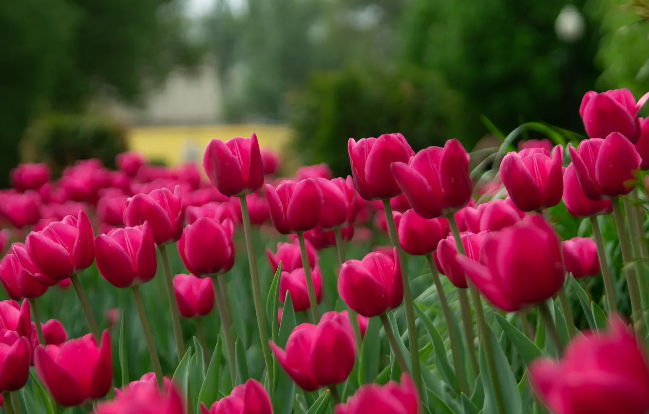 Фото обои зелень, цветы, весна, сад, тюльпаны, розовые, бутоны, клумба
