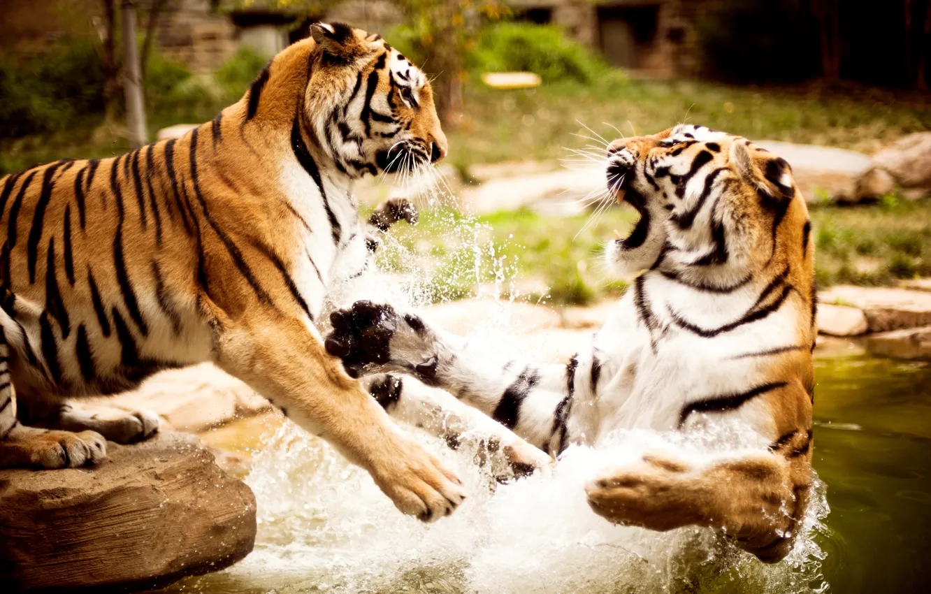 Фото обои вода, природа, тигры, animals, wallpapers
