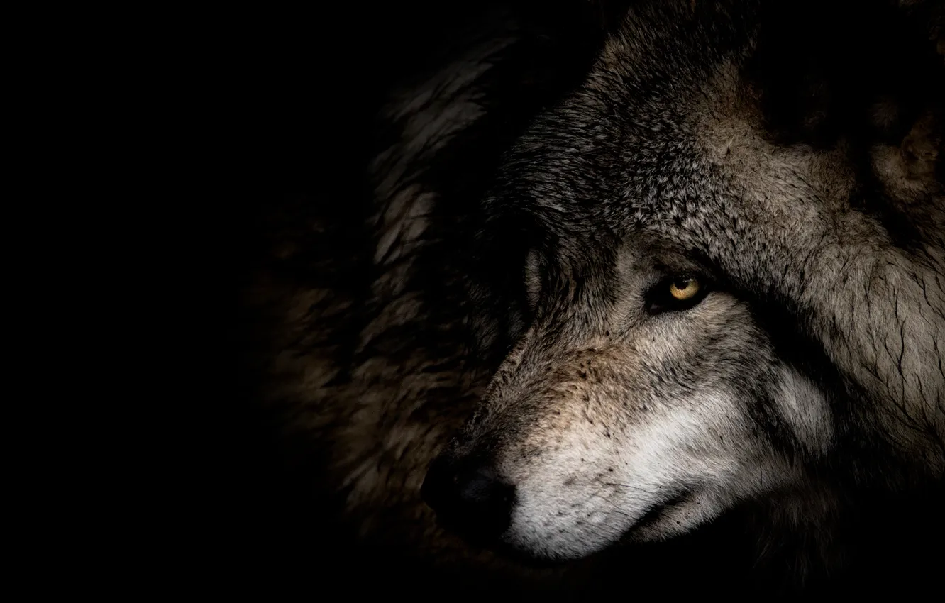 Фото обои взгляд, морда, крупный план, серый, волк, портрет, профиль, черный фон