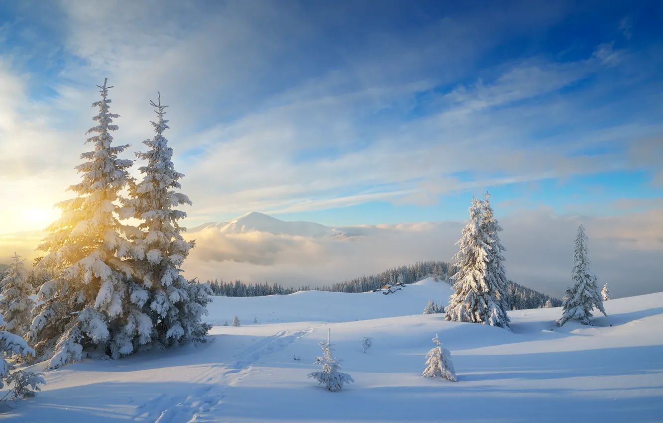 Фото обои зима, лес, снег, природа, елки, forest, nature, winter