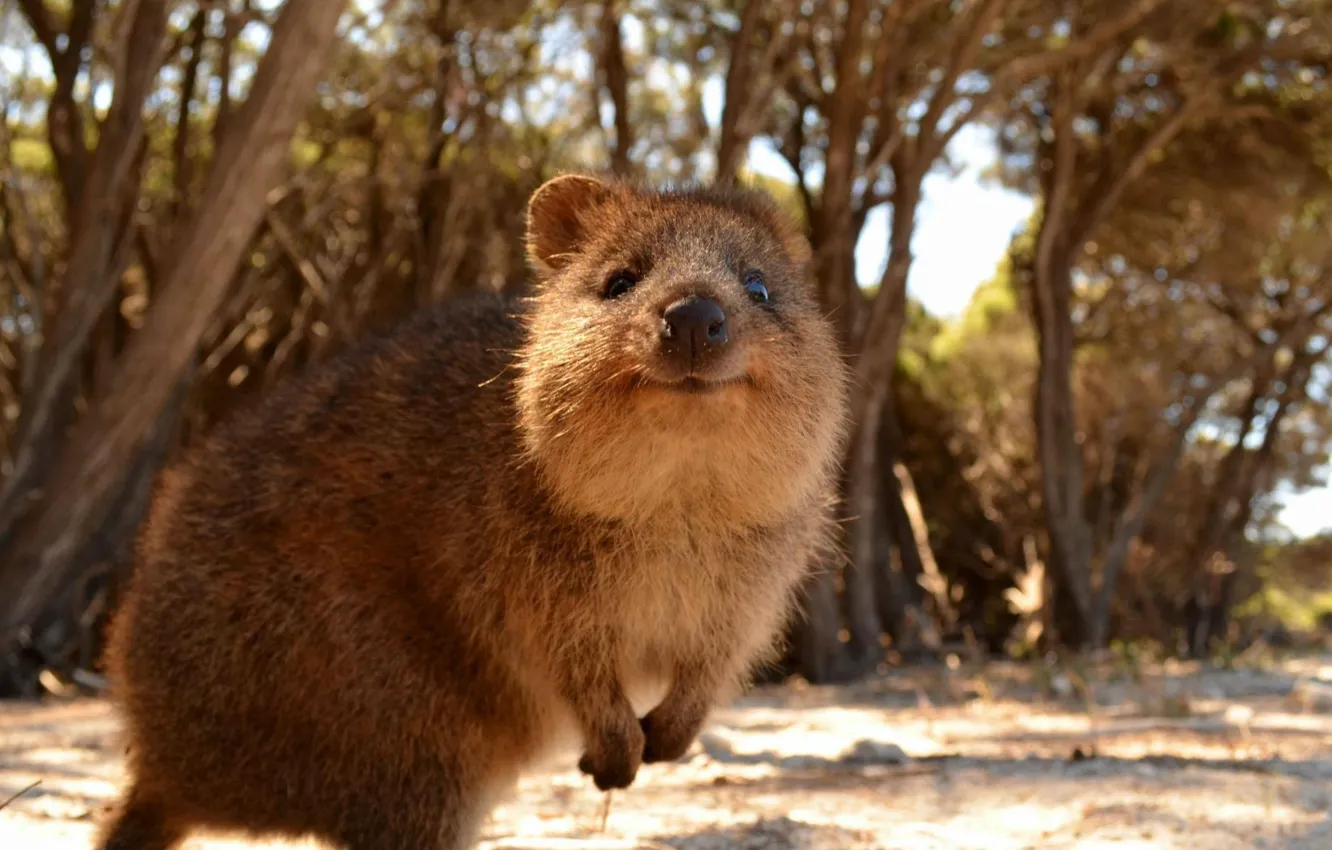 Фото обои animals, Australia, animals in the wild, one animal, animal wildlife, quokka