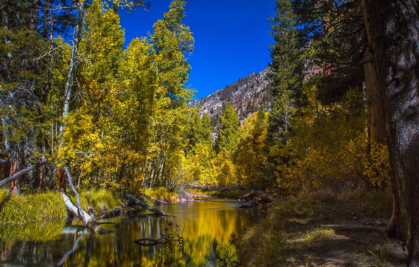Фото обои осень, лес, деревья, горы, река, Колорадо, США, Аспен