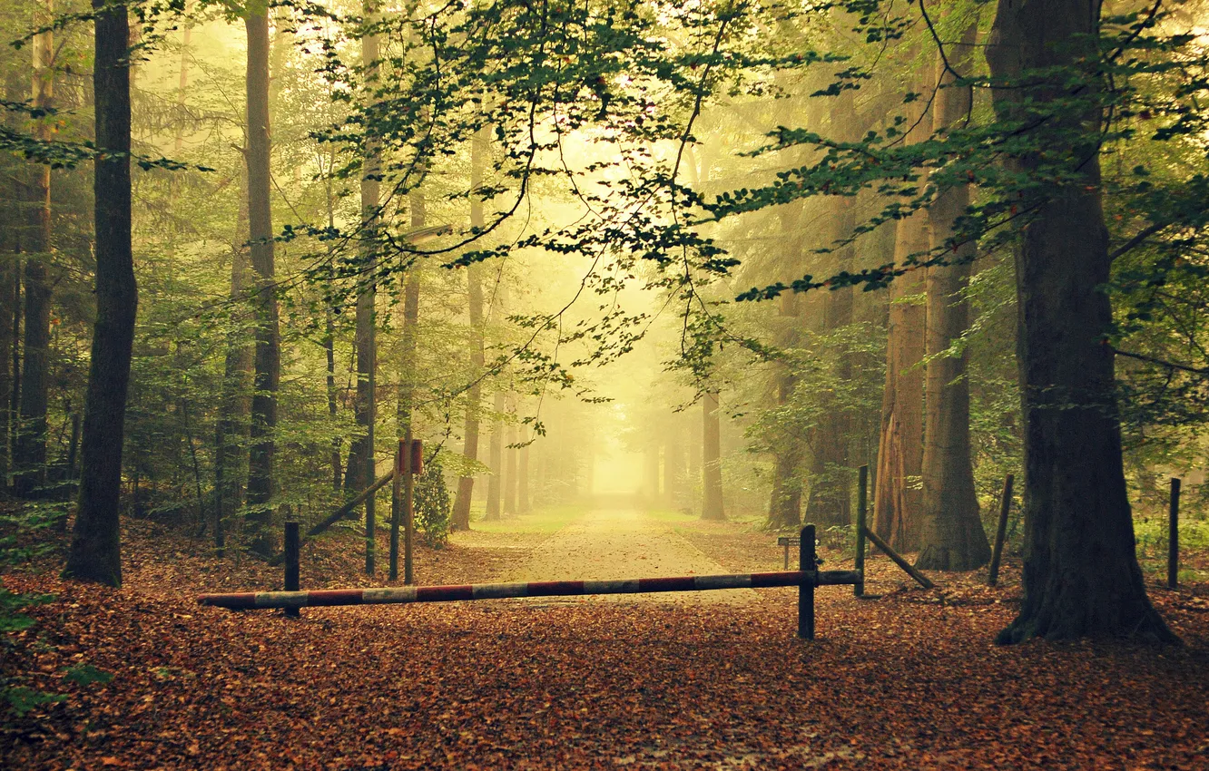 Фото обои дорога, осень, лес, листья, деревья, туман, забор, ворота