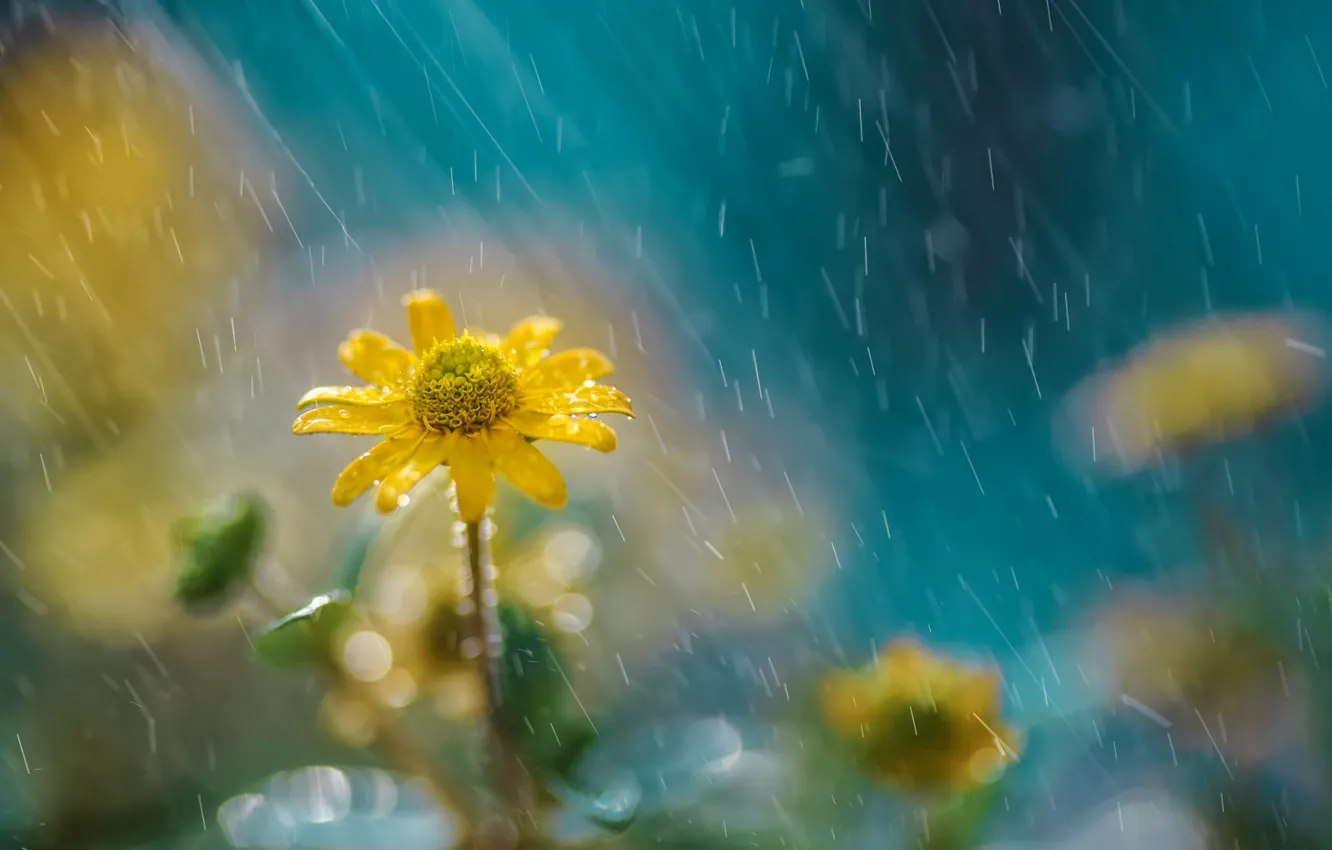 Фото обои цветок, природа, дождь