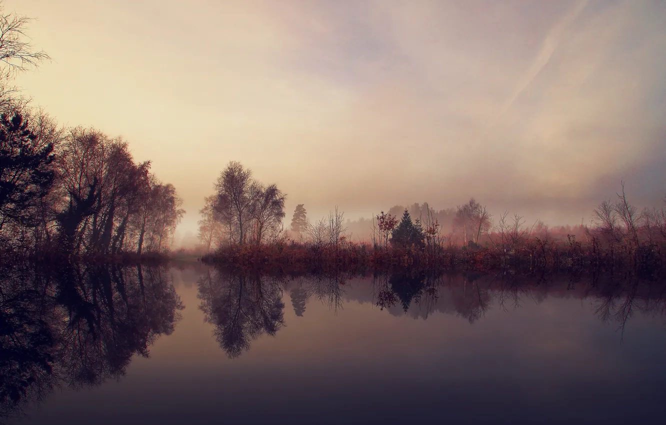 Фото обои деревья, туман, озеро, утро, кустарник