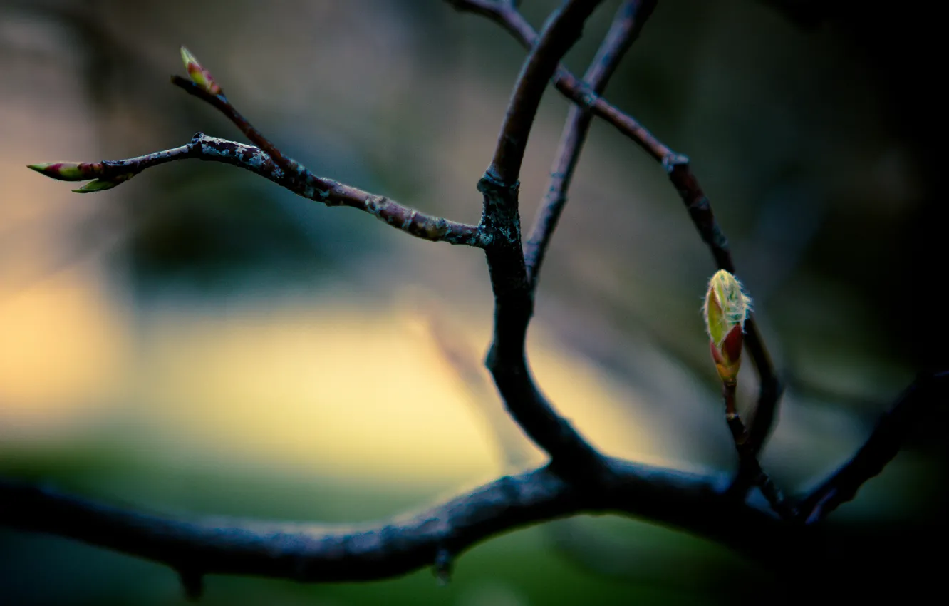 Фото обои листья, макро, ветки, ветка, весна