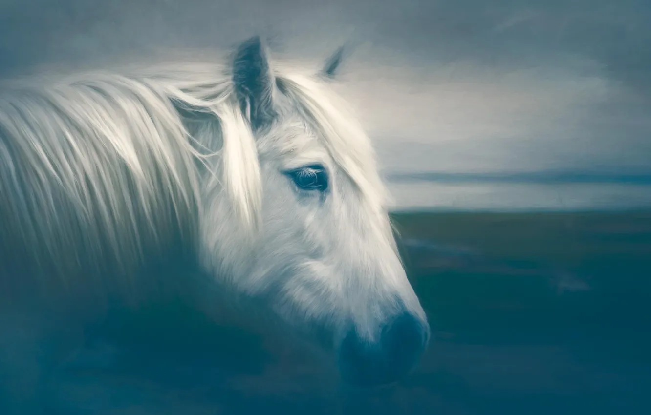 Фото обои поле, белый, небо, взгляд, облака, конь, лошадь, портрет